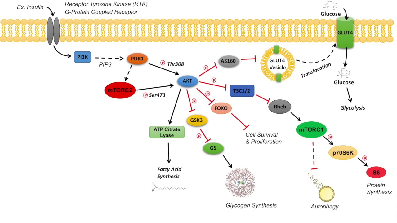 Akt genshin. Akt signaling Pathway. Tyrosine kinase receptor. Путь Akt.MTOR. Map киназа.